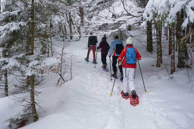 A group snowshoeing through a snowy forest