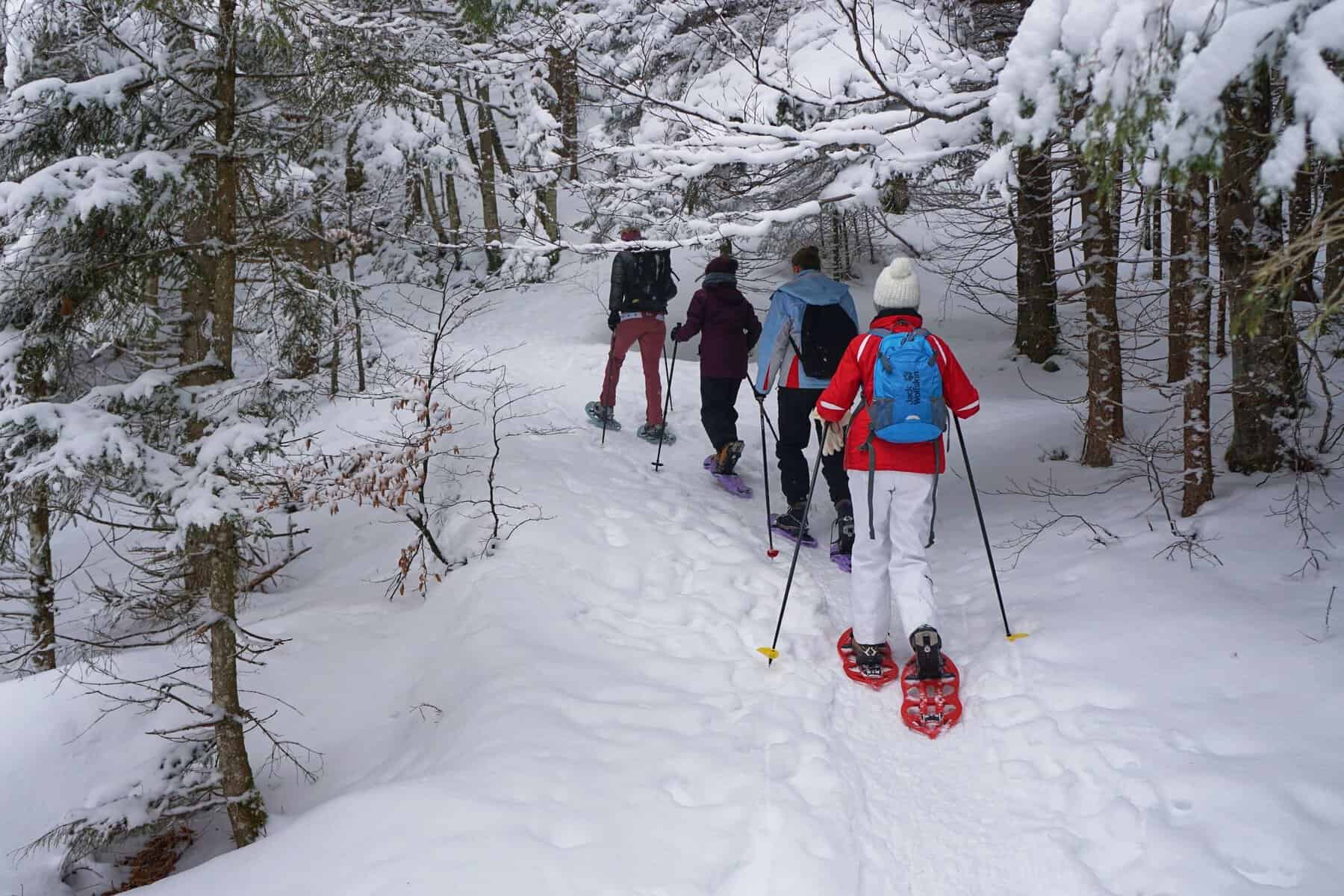 A group snowshoeing through a snowy forest