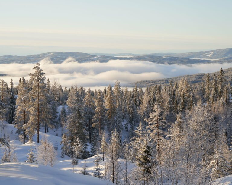 Snow-covered forest above the clouds in Norway