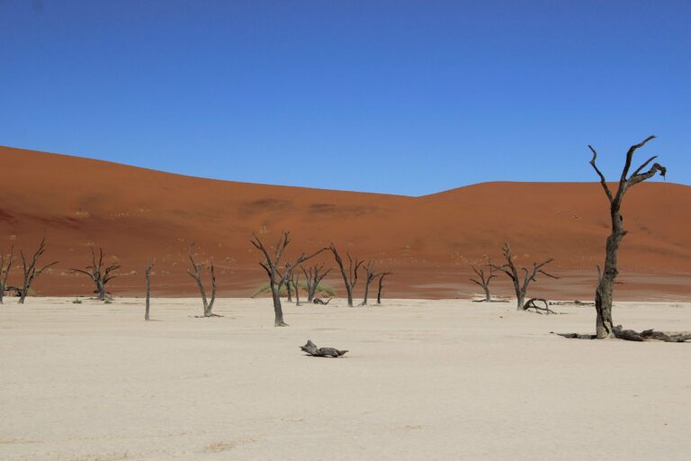 Dead trees and red dunes at Sossusvlei