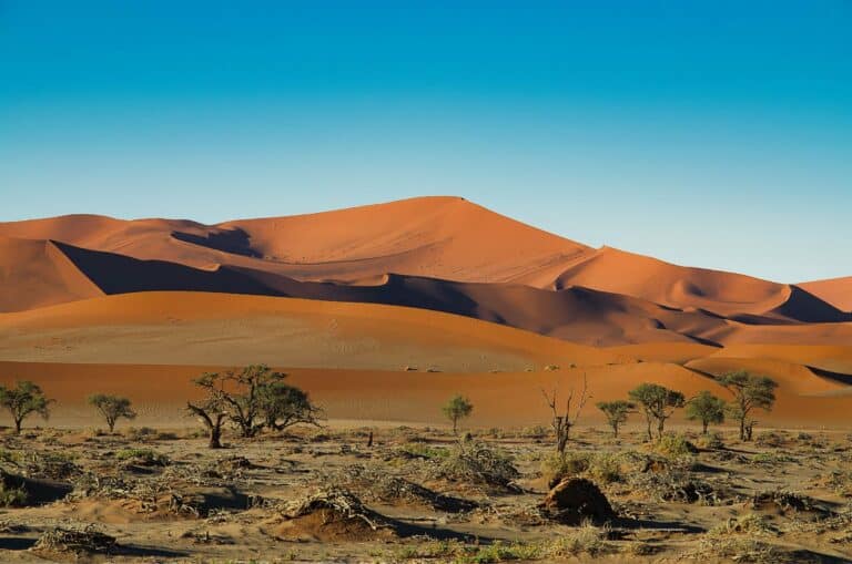 Red dunes and camel-thorn trees at Sossusvlei, Namibia