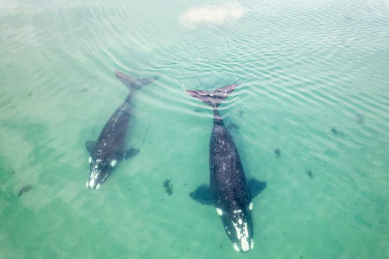 Southern right whales in clear water off the Cape coast