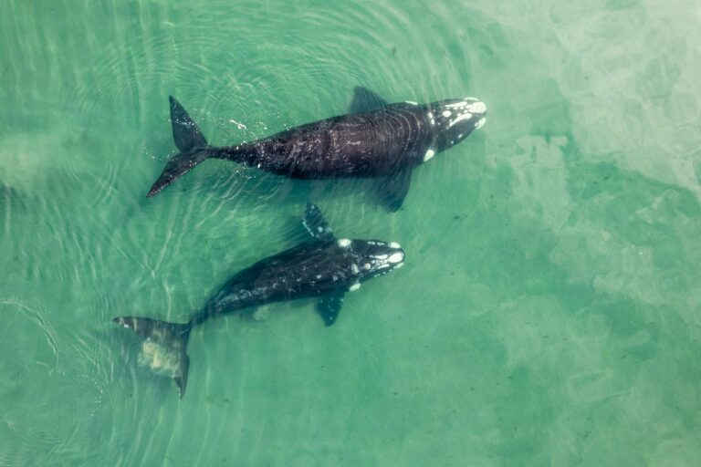 Southern right whales swimming in turquoise water