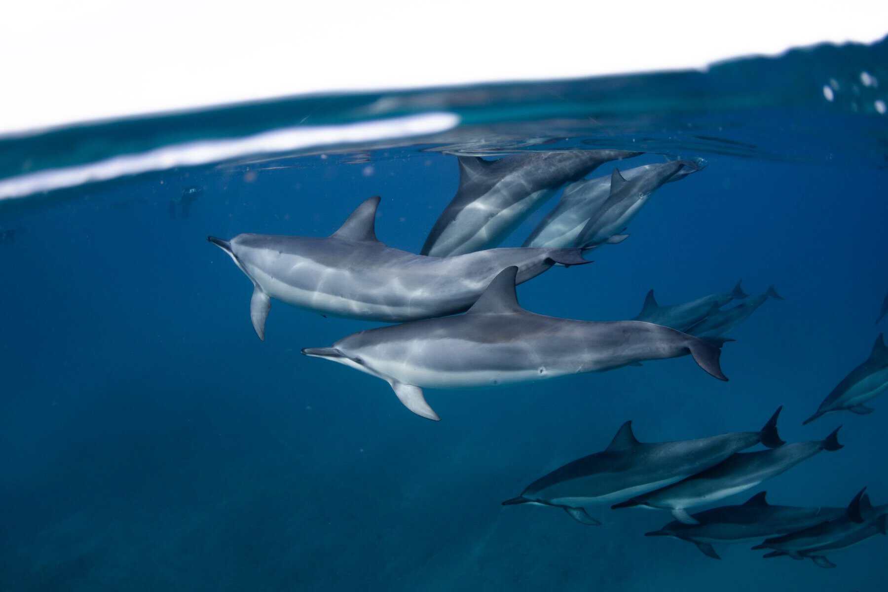 A pod of spinner dolphins underwater