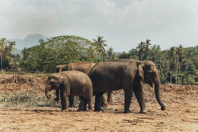 Asian elephants in Sri Lanka