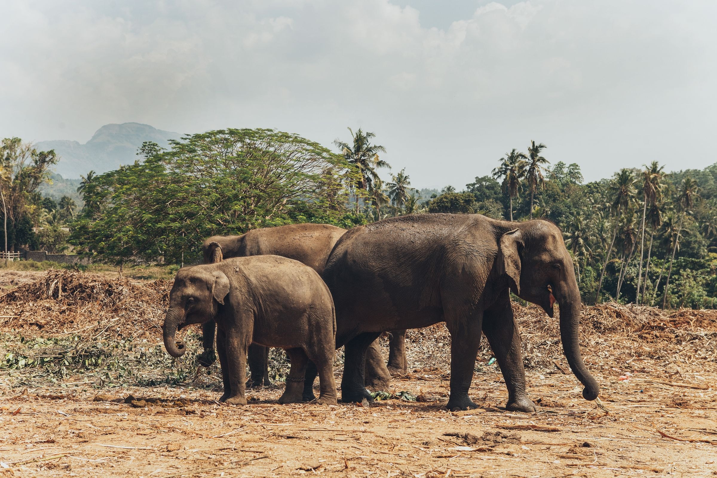 Asian elephants in Sri Lanka