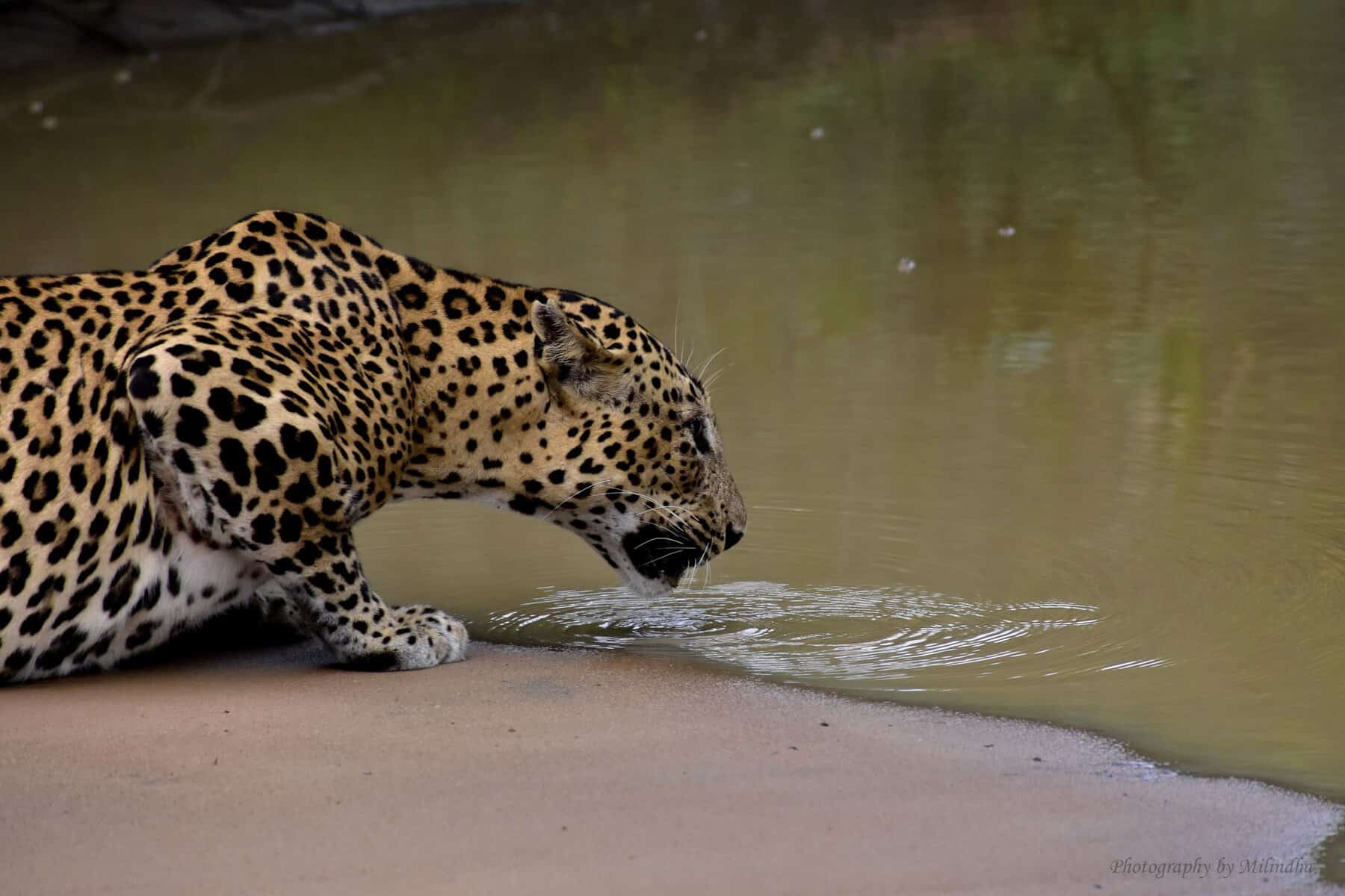 A Sri Lankan leopard drinking at a pool