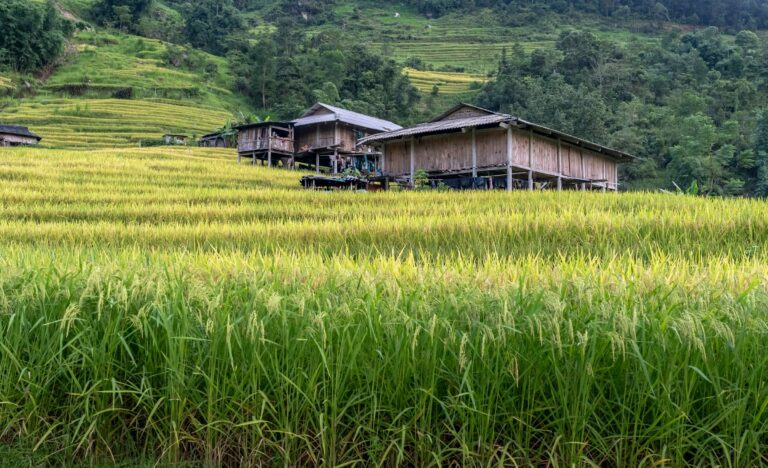 Wooden stilt houses among rice fields