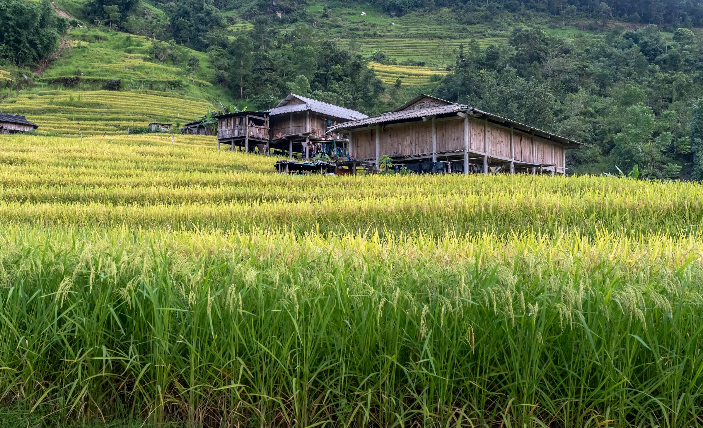 Wooden stilt houses among rice fields