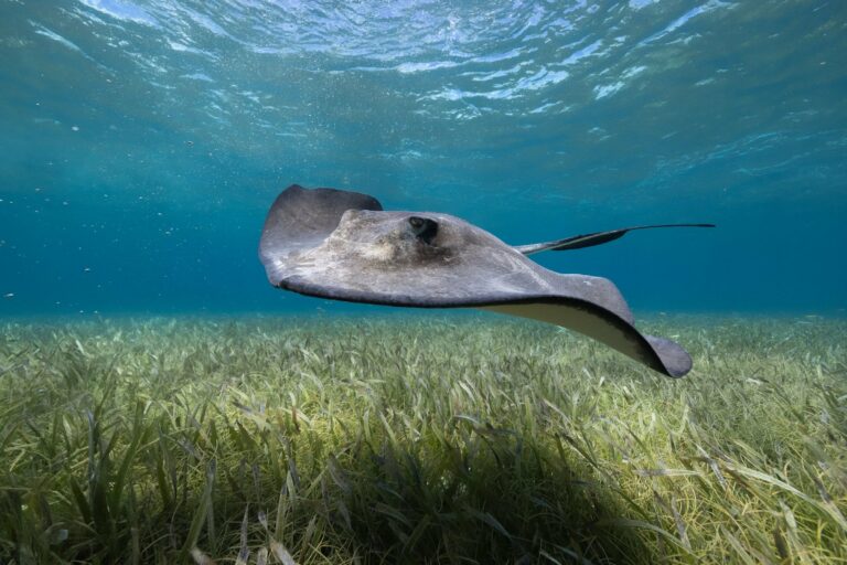 A stingray over seagrass in Belize