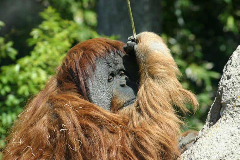 A Sumatran orangutan