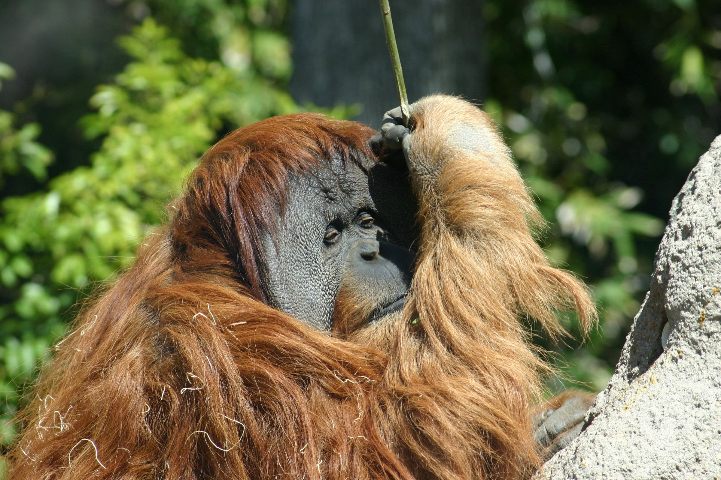 A Sumatran orangutan