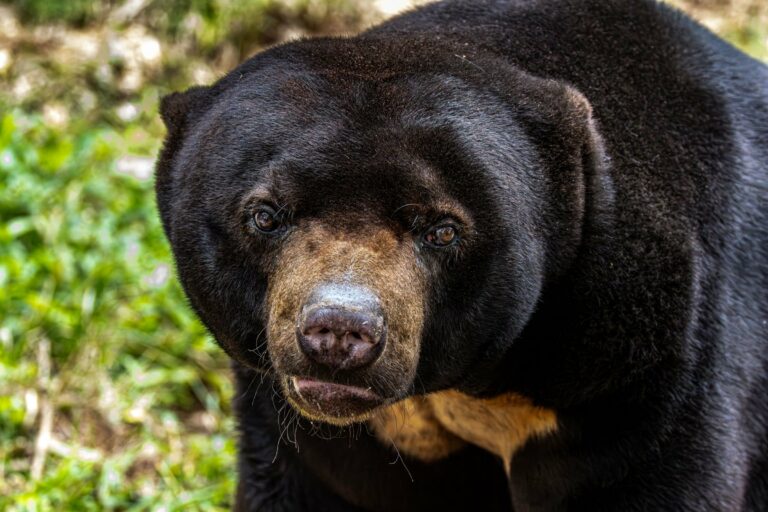 A Bornean sun bear