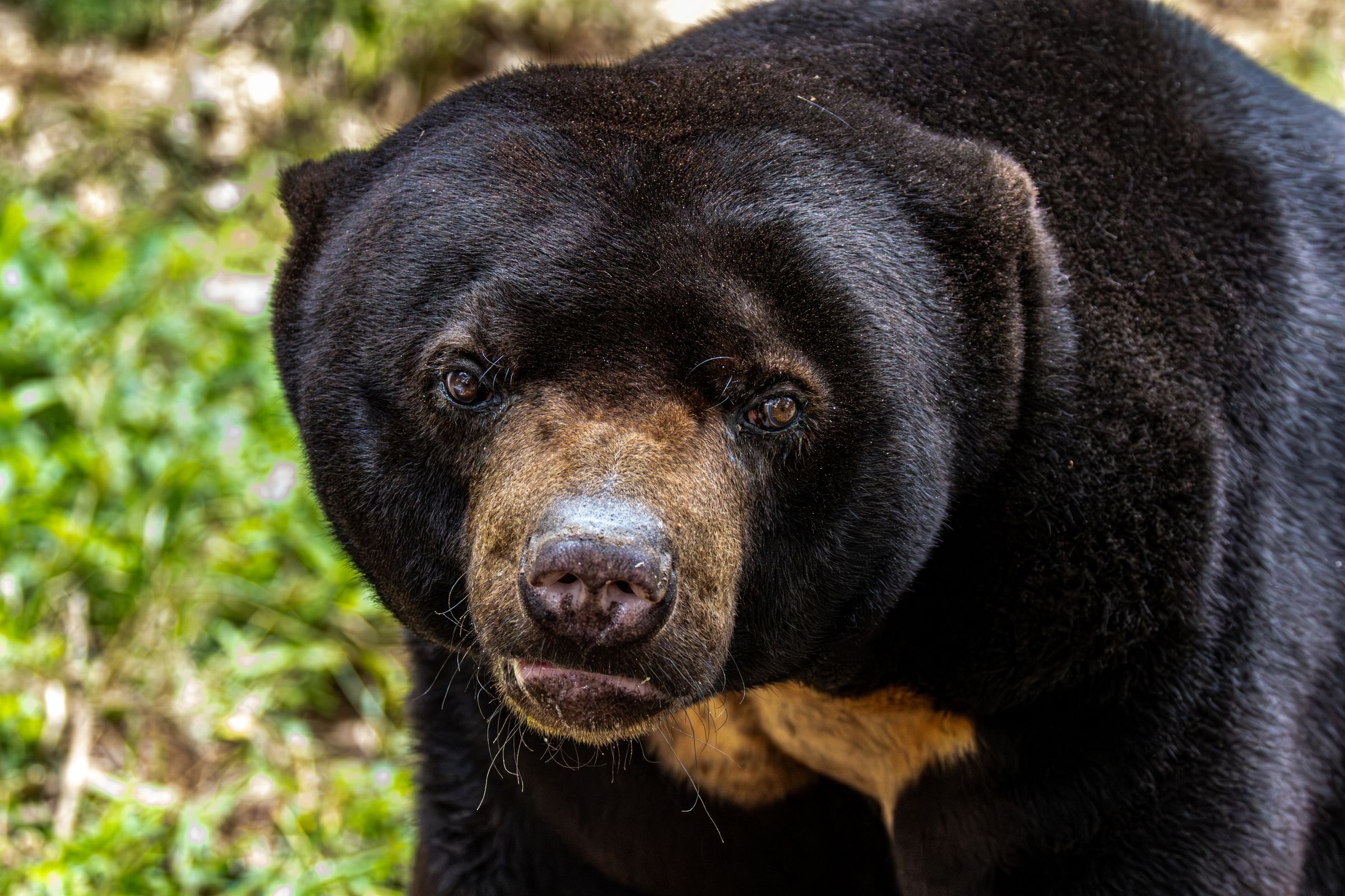 A Bornean sun bear