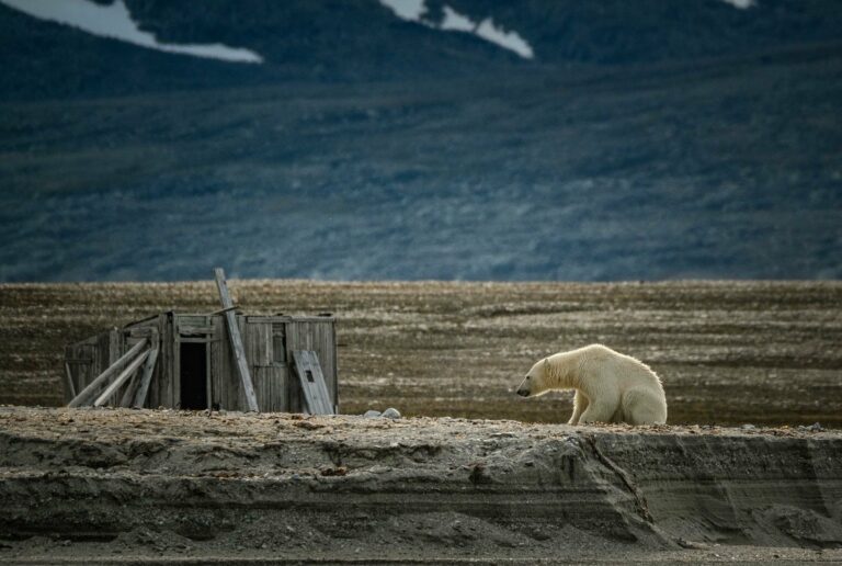 A polar bear beside an old hut in Svalbard