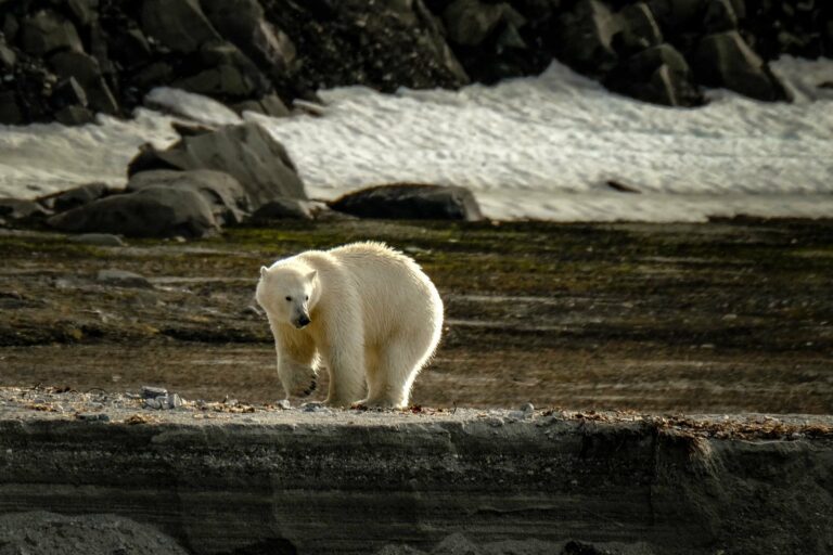 A polar bear on a rocky Svalbard shore