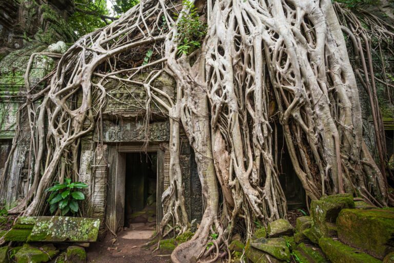 Tree roots wrapping the ruins of Ta Prohm