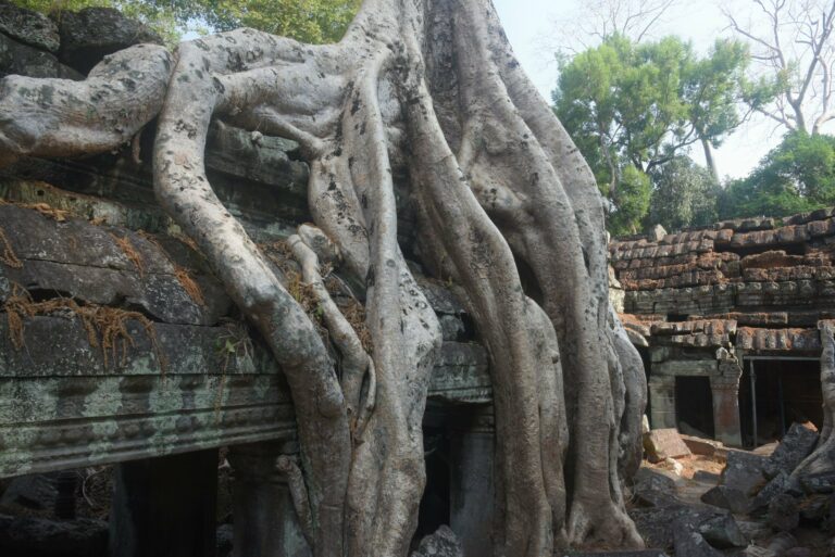 A tree engulfing a temple at Ta Prohm