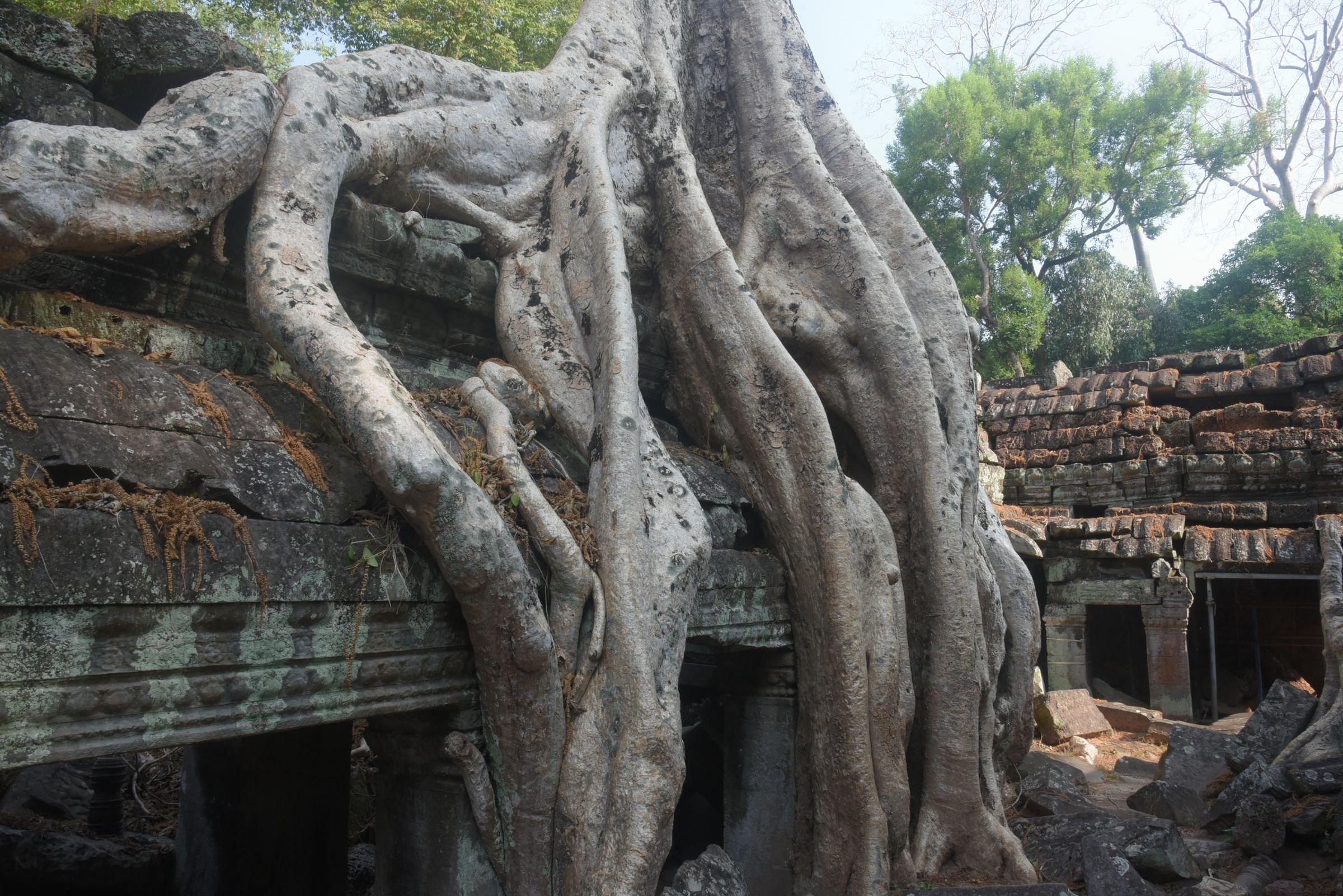 A tree engulfing a temple at Ta Prohm