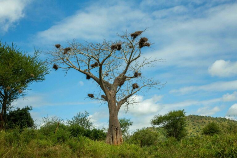 A baobab tree with weaver nests in Tanzania