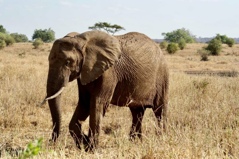 An elephant on the savanna in Tarangire