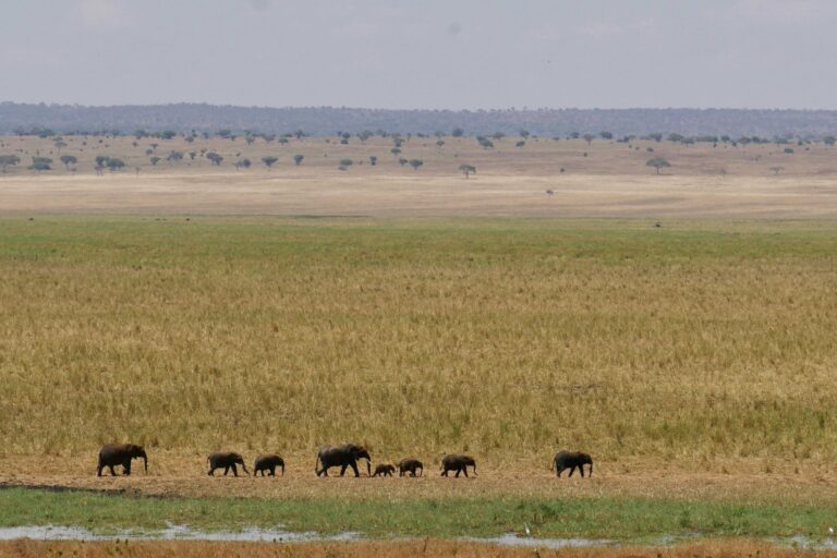 A herd of elephants crossing the savanna in Tarangire