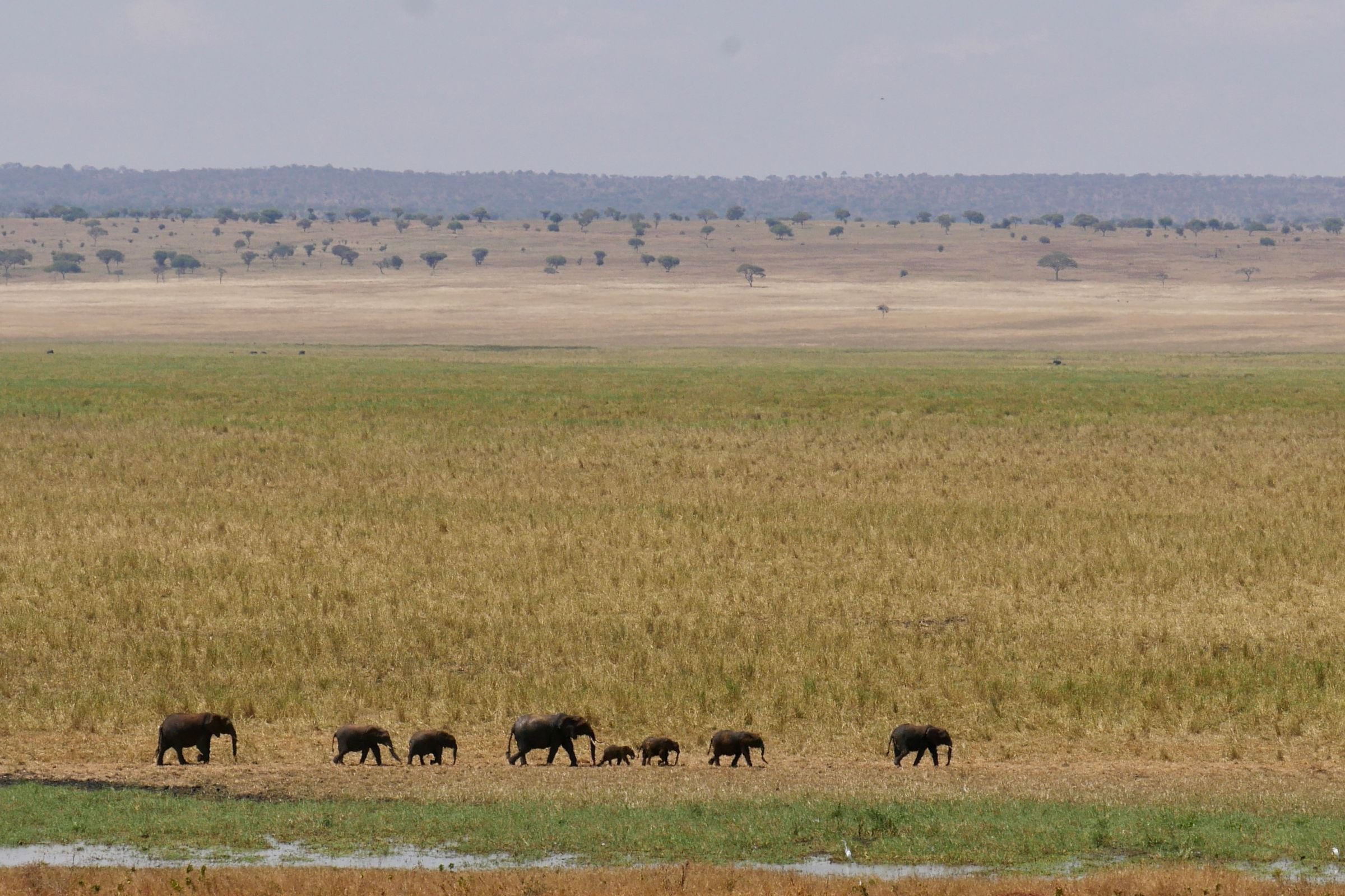 A herd of elephants crossing the savanna in Tarangire