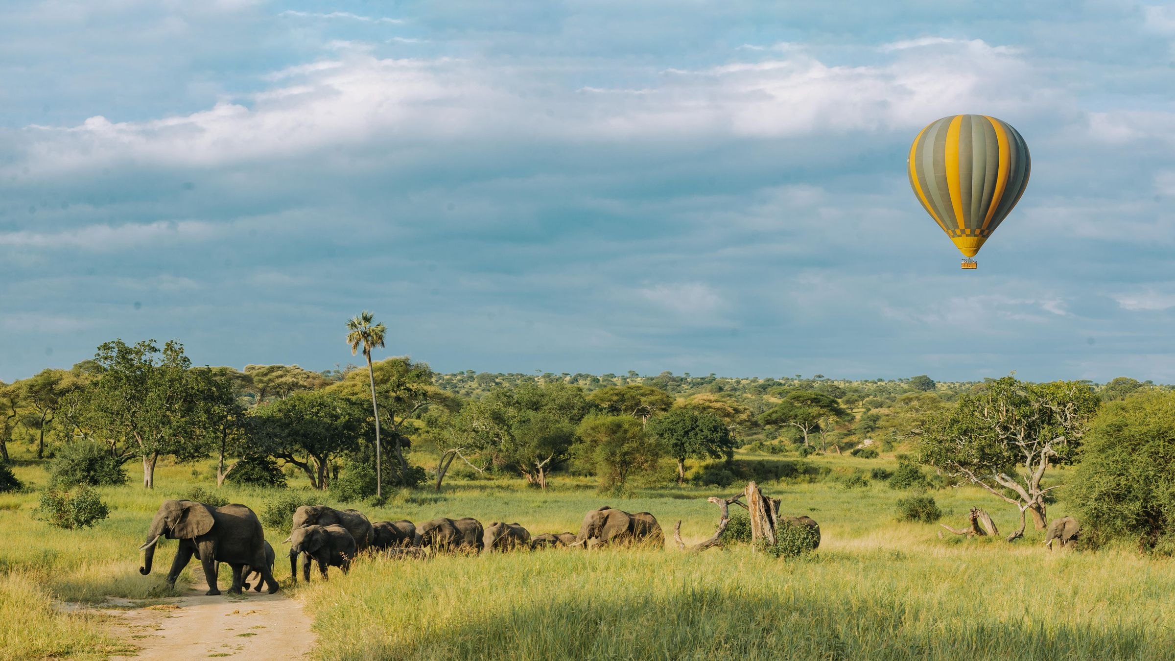Elephants and a hot-air balloon on the savanna