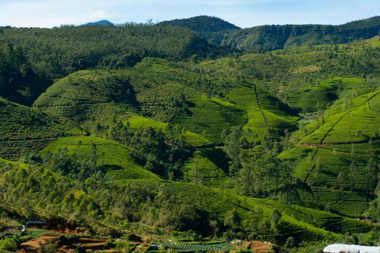 A tea plantation in the highlands