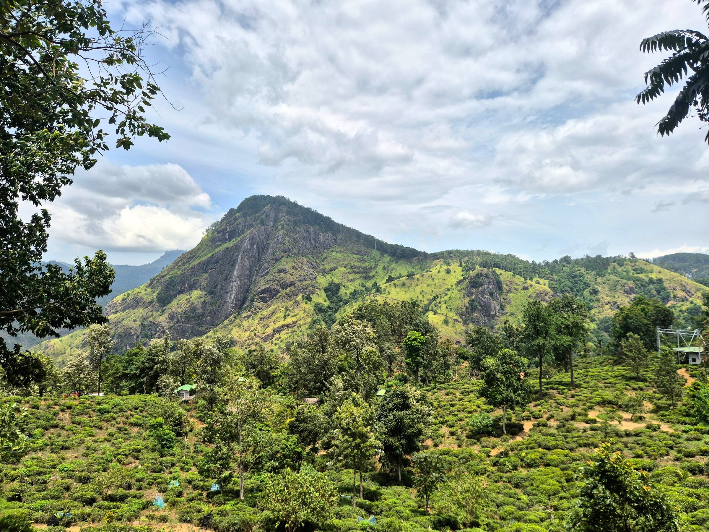 Tea fields below a mountain