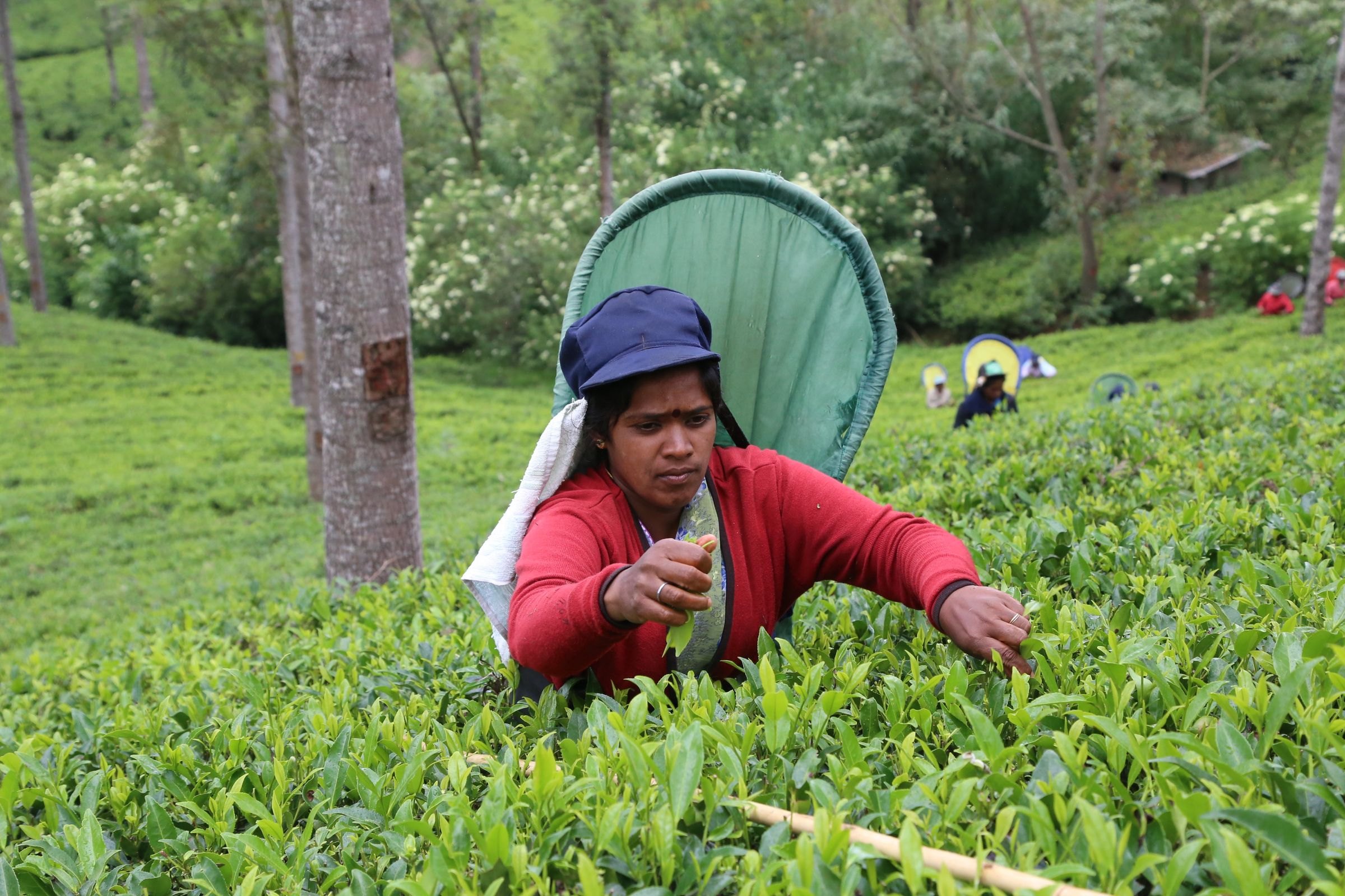 A woman picking tea