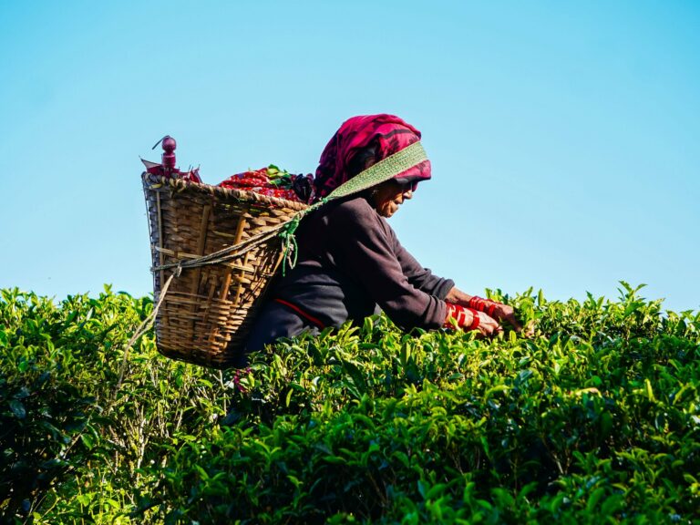 A tea picker at work in Darjeeling