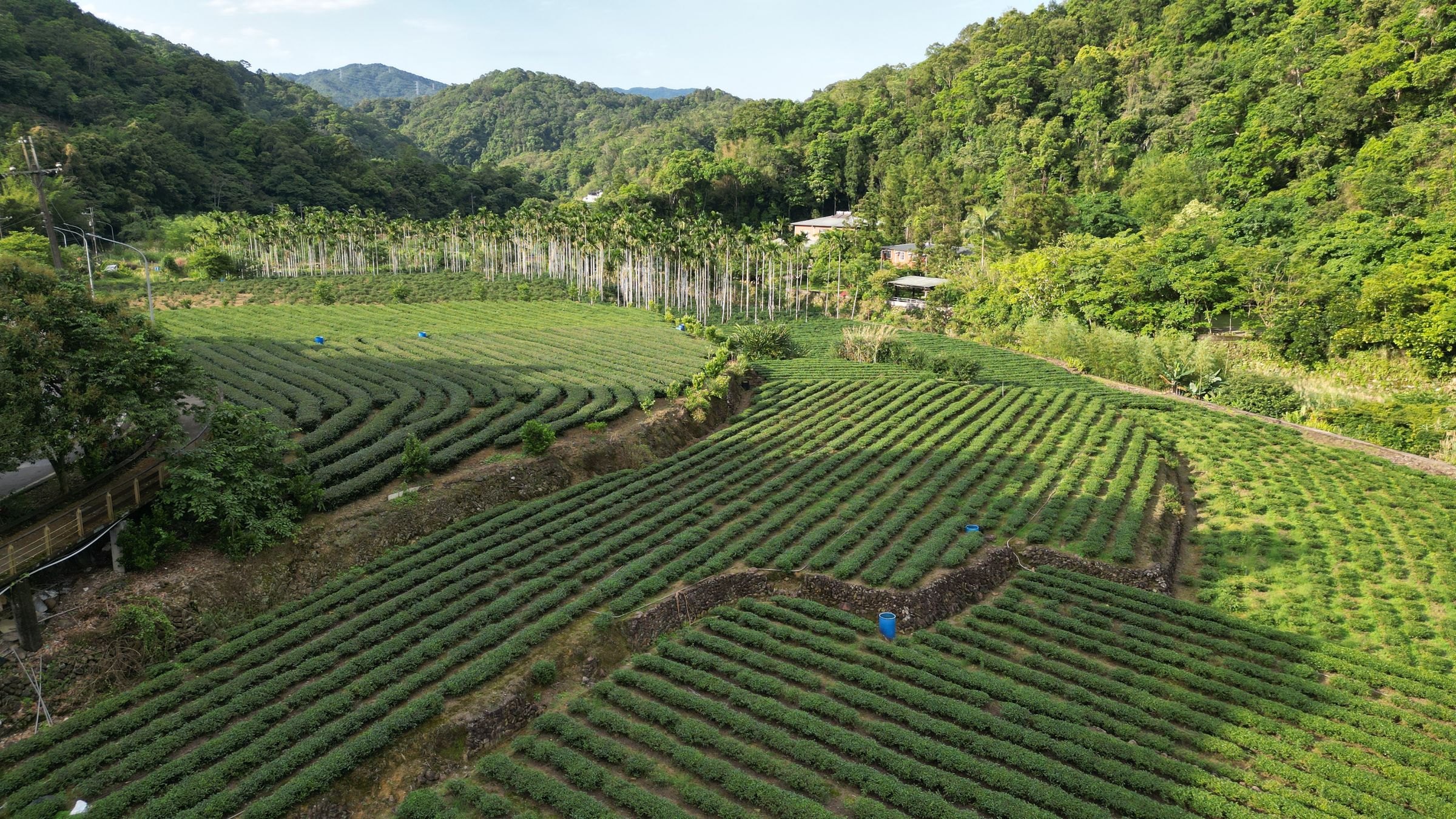 A tea plantation in the hills of Taiwan