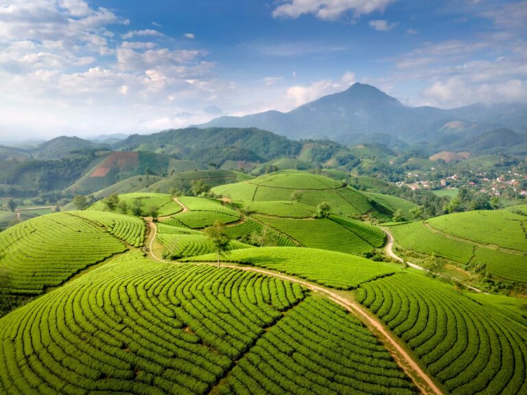 Green tea plantations in Japan