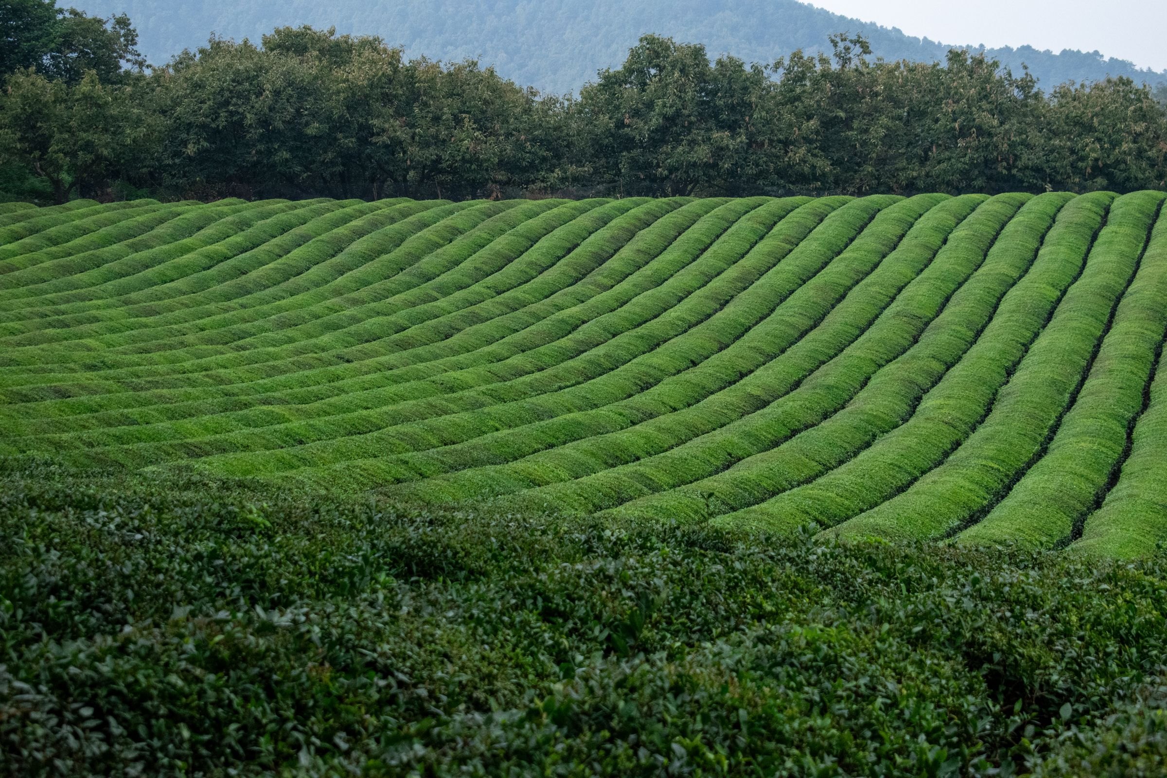 Neat rows of a green tea plantation in Japan