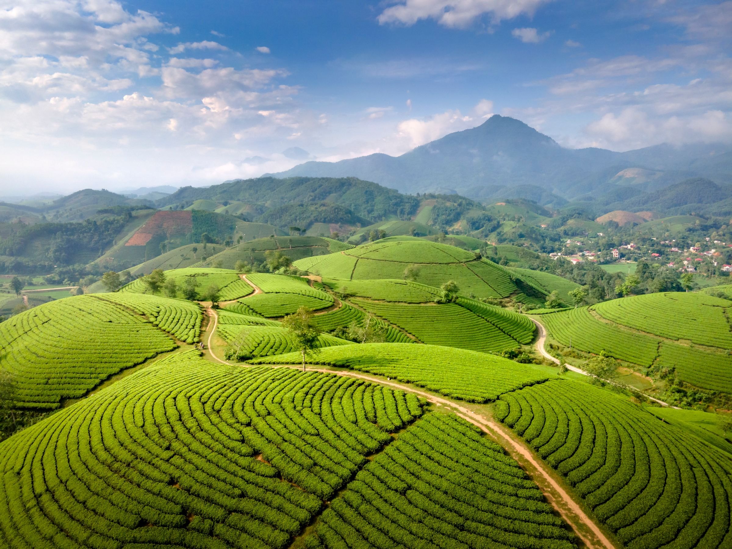 Green tea plantations in Japan