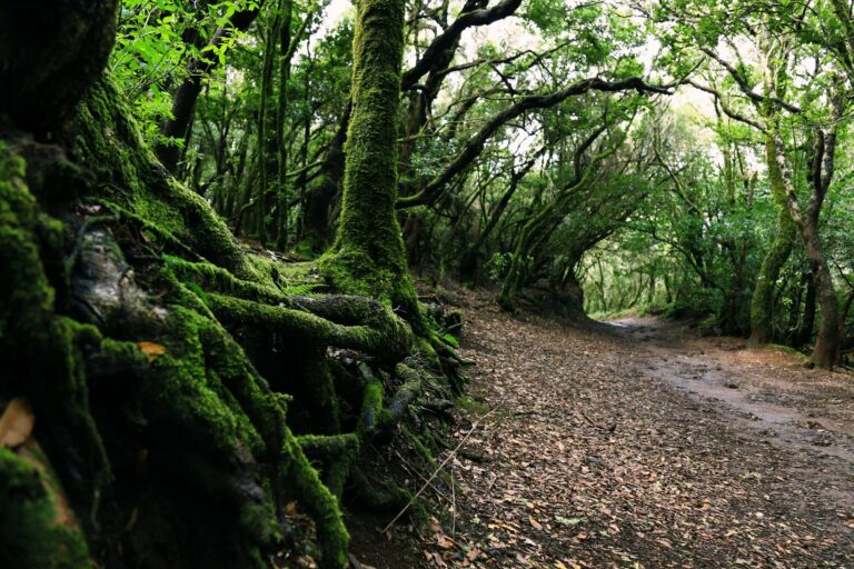 A path through mossy laurel forest
