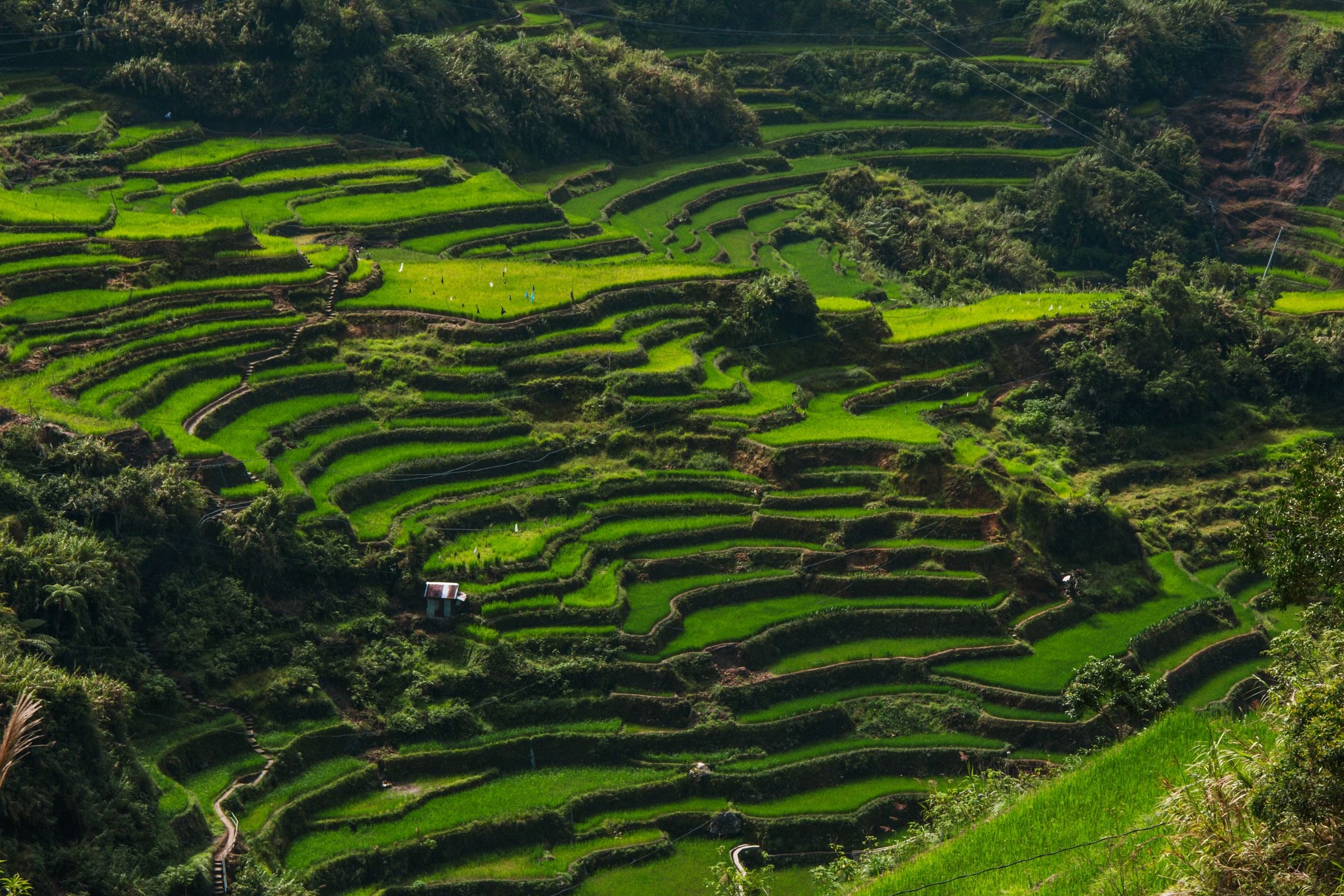 Rice terraces filling a valley