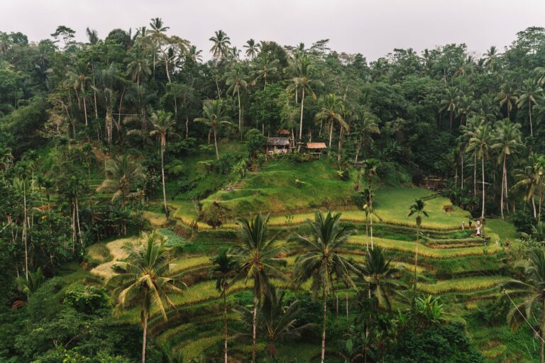 Terraced rice fields among palm trees in Bali