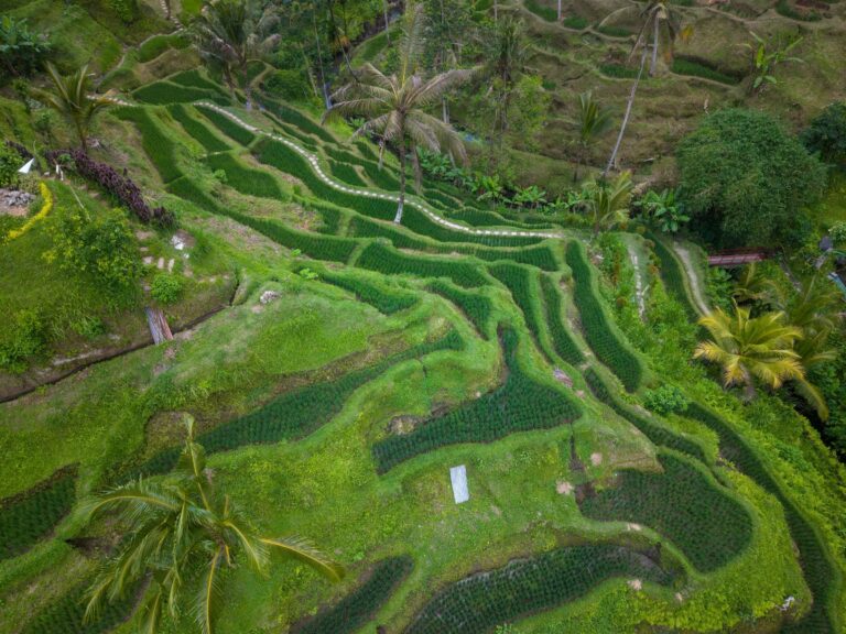 Terraced rice fields in Bali from the air