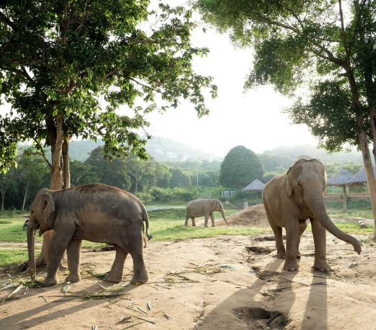 Asian elephants roaming free in Thailand