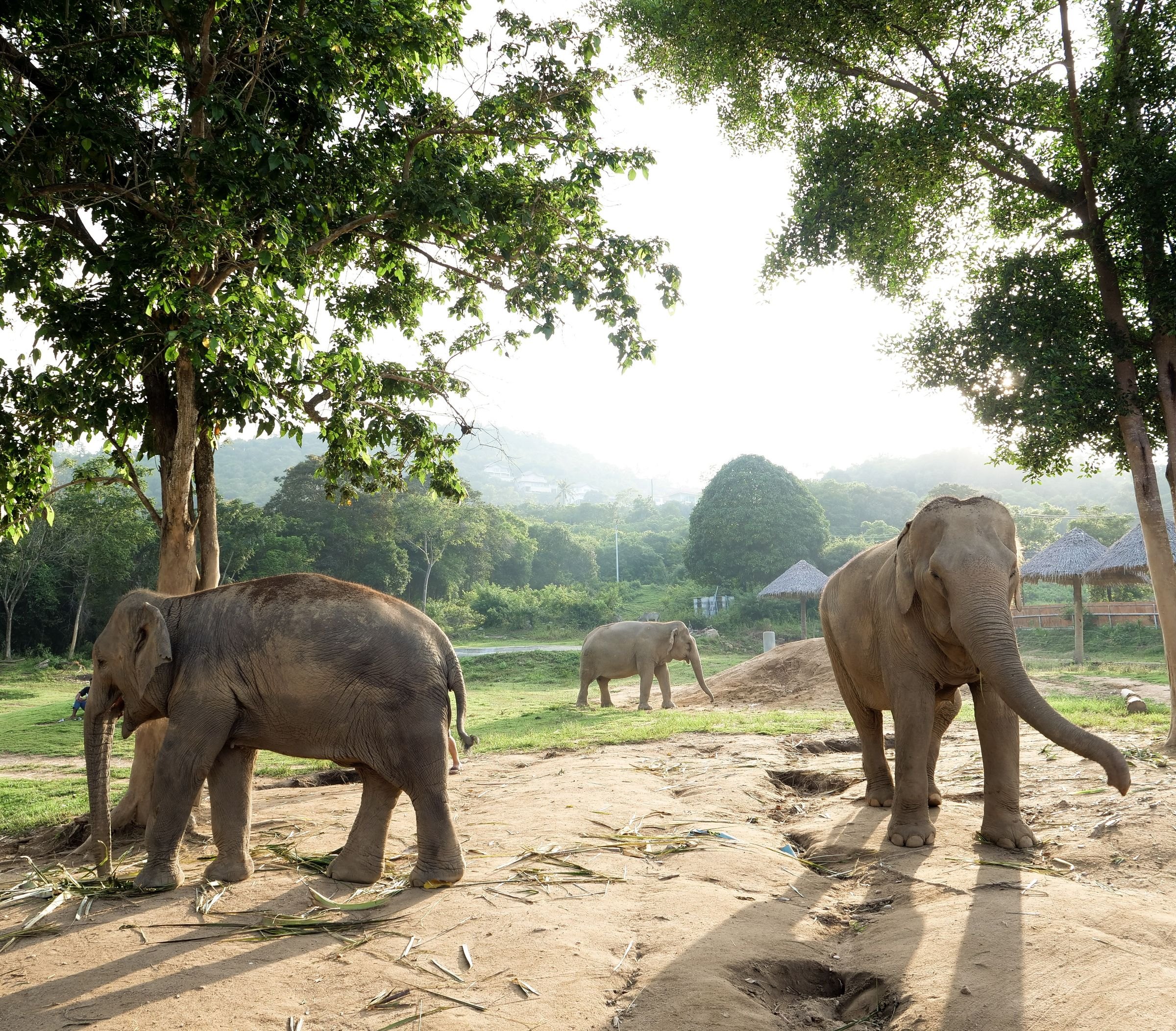 Asian elephants roaming free in Thailand
