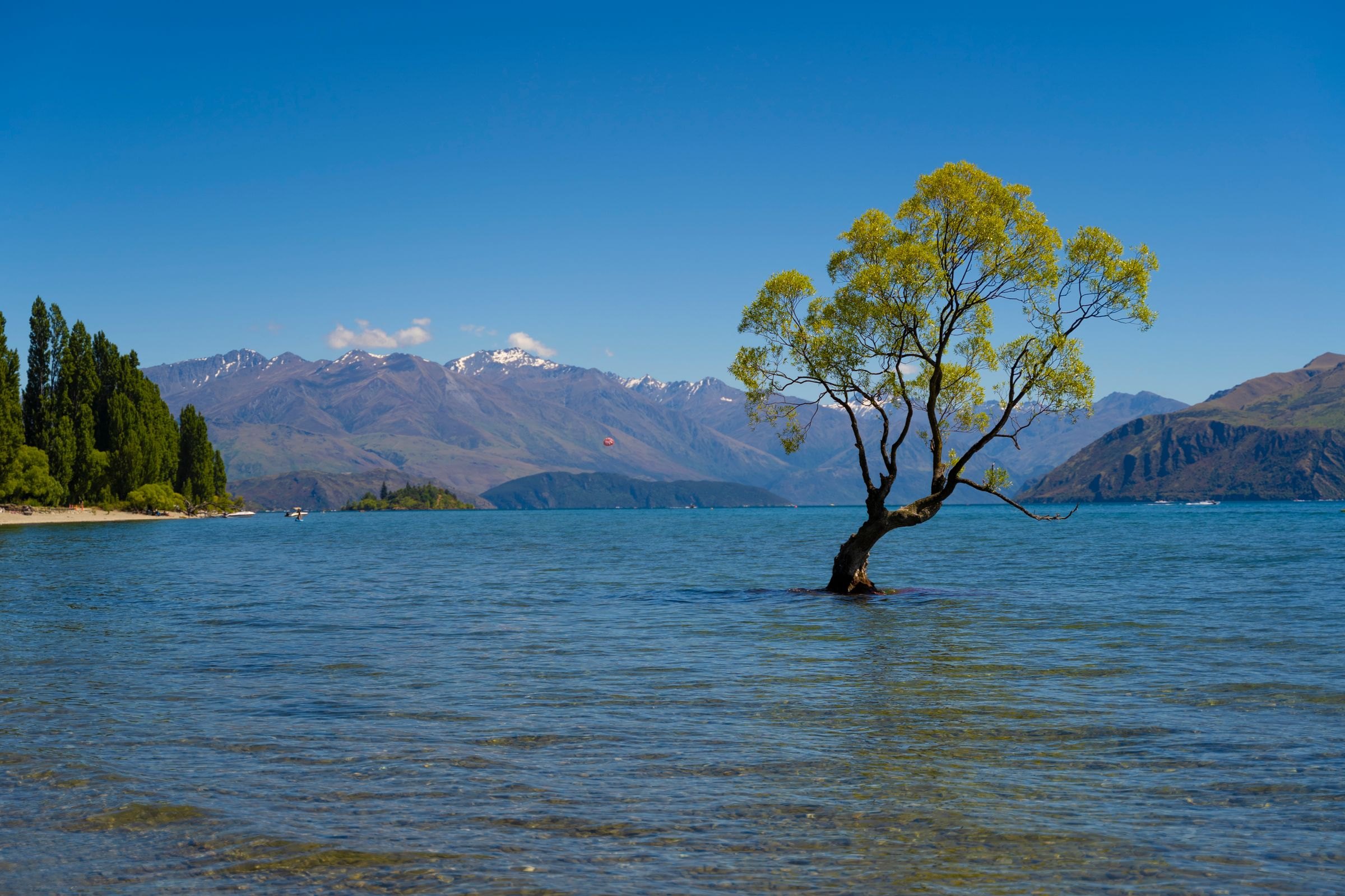 The lone tree in Lake Wanaka
