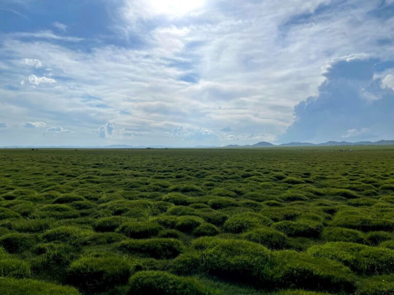 The open grasslands of Mongolia