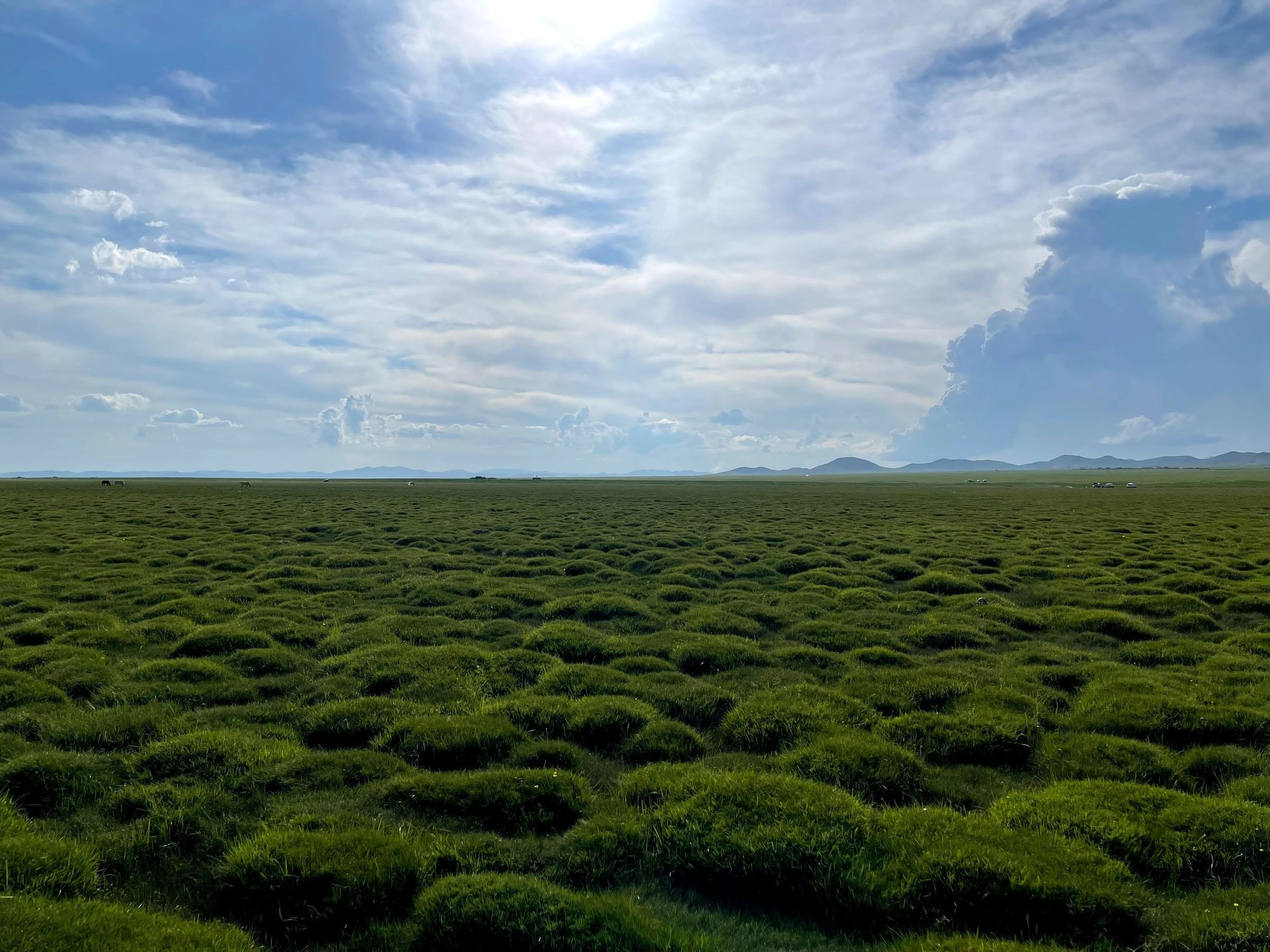 The open grasslands of Mongolia
