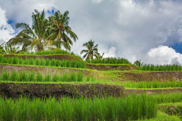 The rice terraces of Jatiluwih, Bali