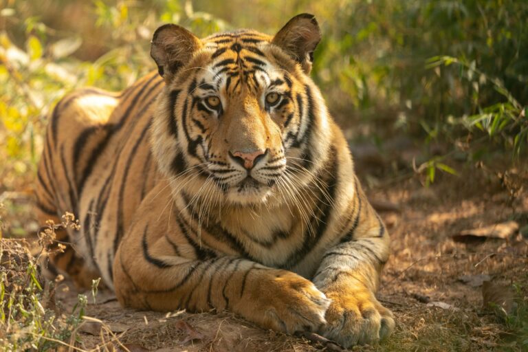 A tiger resting in Bandhavgarh National Park