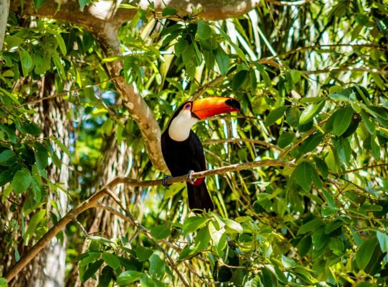 A toco toucan among foliage in Brazil