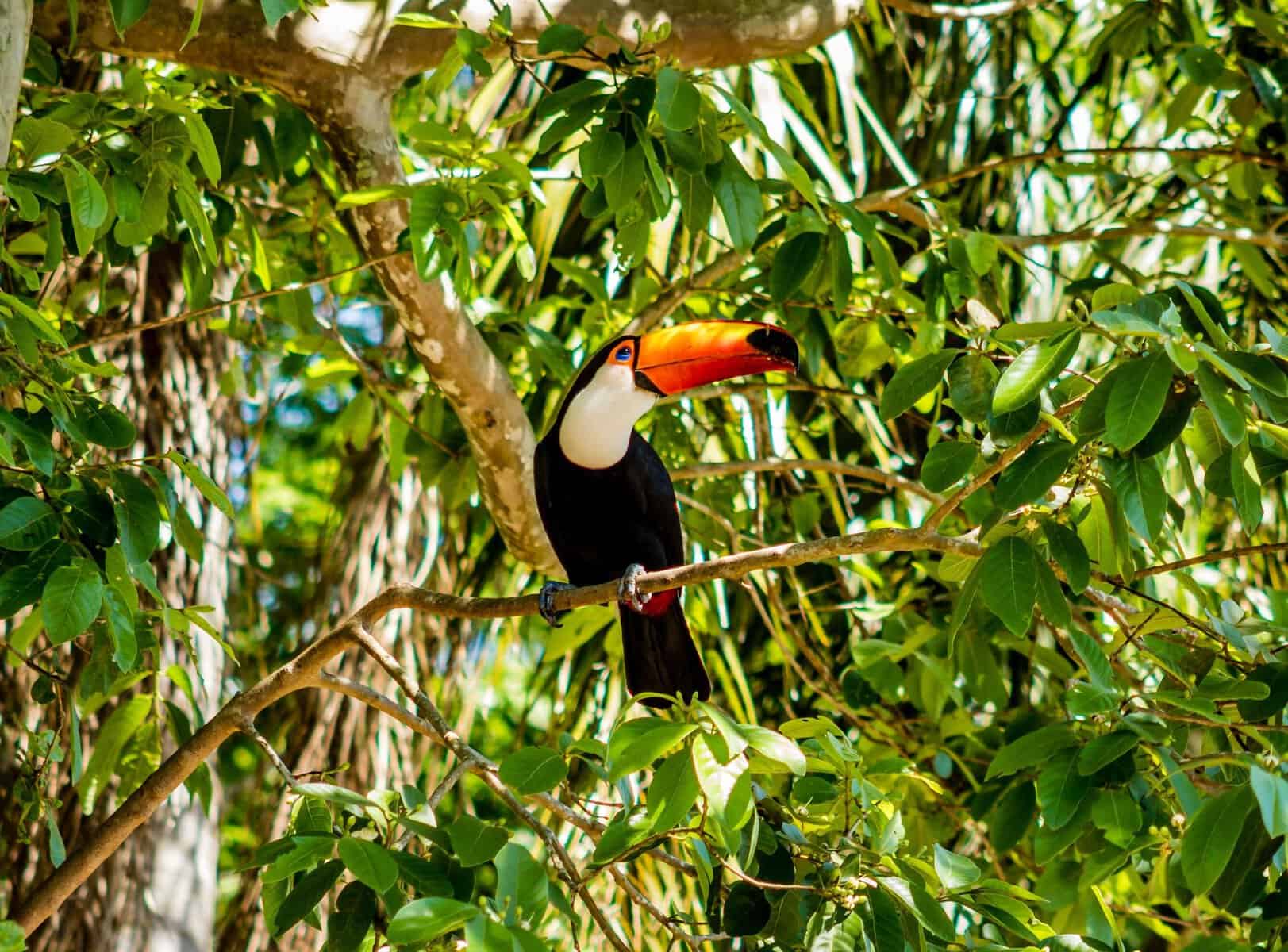 A toco toucan among foliage in Brazil