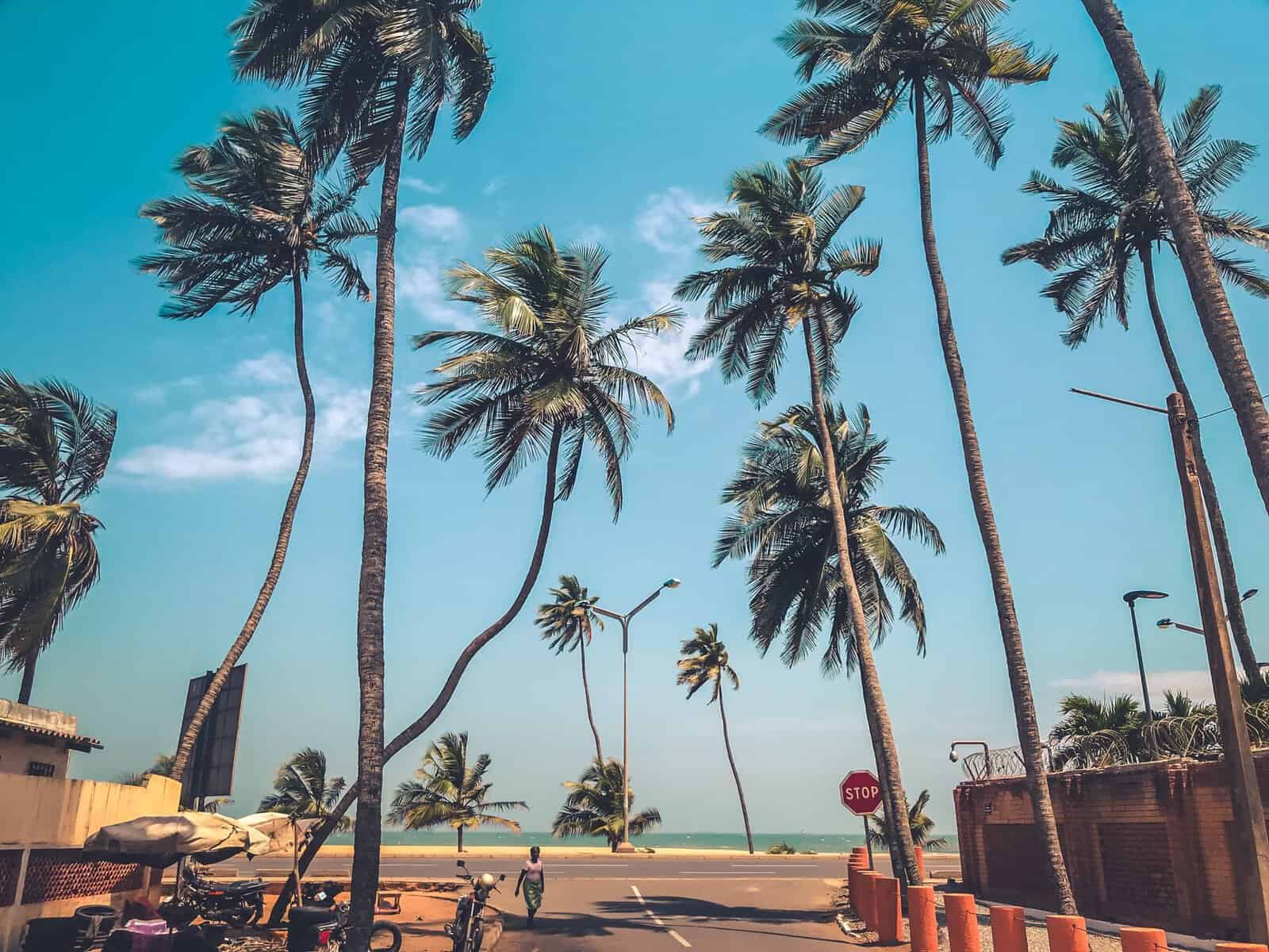 Coconut palms lining the coast road in Lomé, Togo